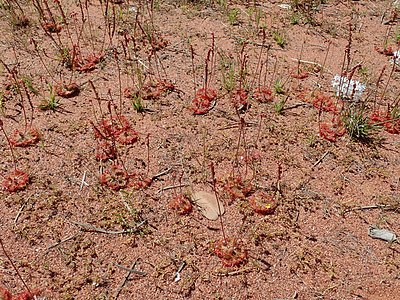 P9270030 Drosera burmanni 02.jpg