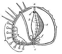 PSM V19 D482 Diagram of sea urchin.jpg