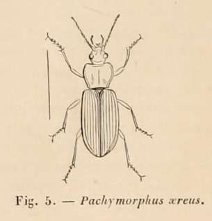 <i>Pachymorphus</i> Genus of beetles