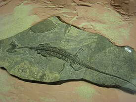 Pachypleurosaurus edwardsi