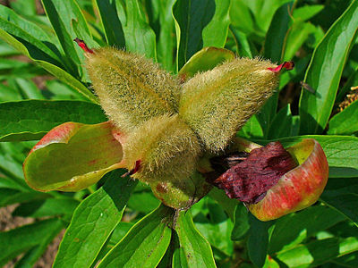 Paeonia officinalis Fruits