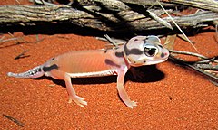 Description de l'image Pale Knob-tailed Gecko (Nephrurus laevissimus) (8656883171).jpg.