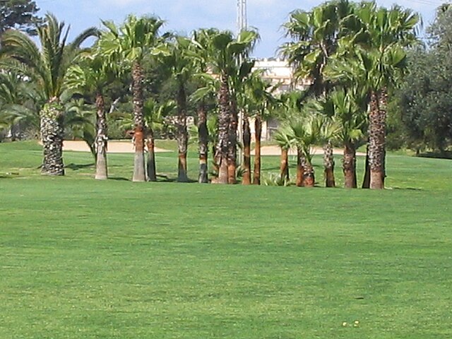 Palm trees in city park