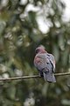 Paloma Morada, Red Billed Pigeon, Patagioenas flavirostris (11916362796).jpg