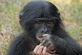 Ein junger Bonobo.