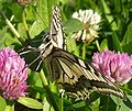 Papilio machaon.JPG