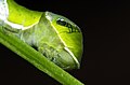   Papilio bianor, head of the caterpillar