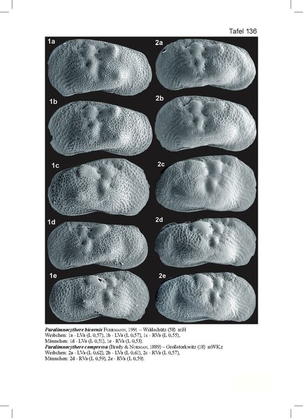 File:Paralimnocythere bicornis.pdf