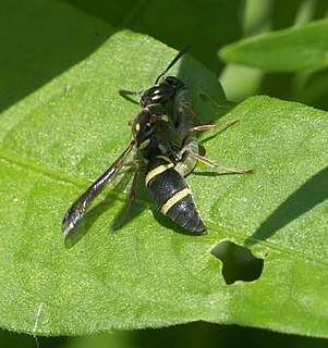 <i>Parancistrocerus fulvipes</i> Species of wasp