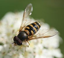 Parasyrphus vittiger (male).jpg