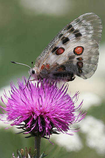 Apollosommerfugl