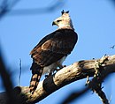 aves De Argentina