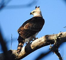 A young ornate hawk-eagle in the wild. Parque Estadual do Turvo Anderson Cristiano Hendgen (02).jpg
