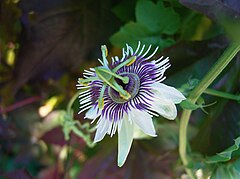 Passiflora morifolia flower.jpg