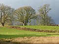 Thumbnail for File:Pasture, Cliburn - geograph.org.uk - 4346002.jpg