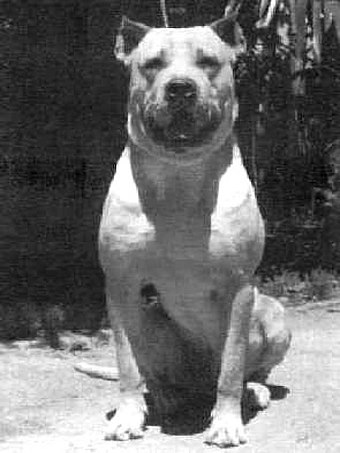 what is the difference between argentine dogo and american bulldog