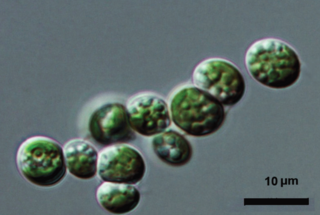 <i>Elliptochloris</i> Genus of algae