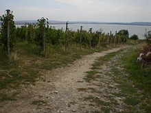 Das Farbfoto zeigt eine Weinrebe im Herbst am Rande eines Feldweges.  Im Hintergrund lässt ein Gewässer die Böschung des Hügels erahnen.