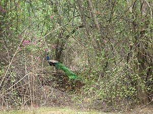 Peacock in its habitat.jpg