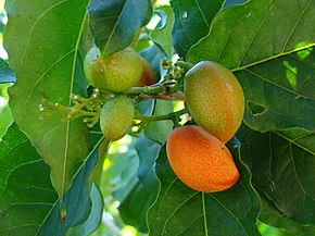 PeanutButterFruit4 ECHO'nun açıklaması Asit.jpg image.