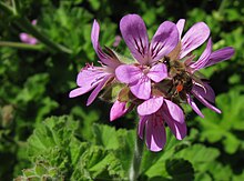 Pelargonium capitatum inflorescence hosting a bee; the corbicula displays the colour of the pollen Pelargonium capitatum 9447s.jpg