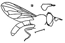 Pelecocera antenna.jpg