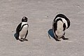 Penguins, Cape Town (P1050593).jpg