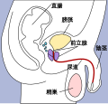 陰茎のサムネイル