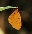 2012年8月4日 (土) 14:51時点における版のサムネイル