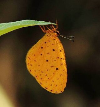 <i>Pentila tropicalis</i> Species of butterfly