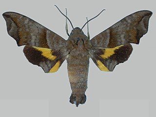 <i>Perigonia passerina</i> Species of moth