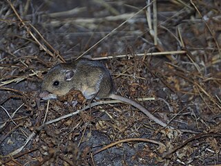 <span class="mw-page-title-main">San Joaquin pocket mouse</span> Species of rodent