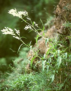 Persicaria alpina.jpg