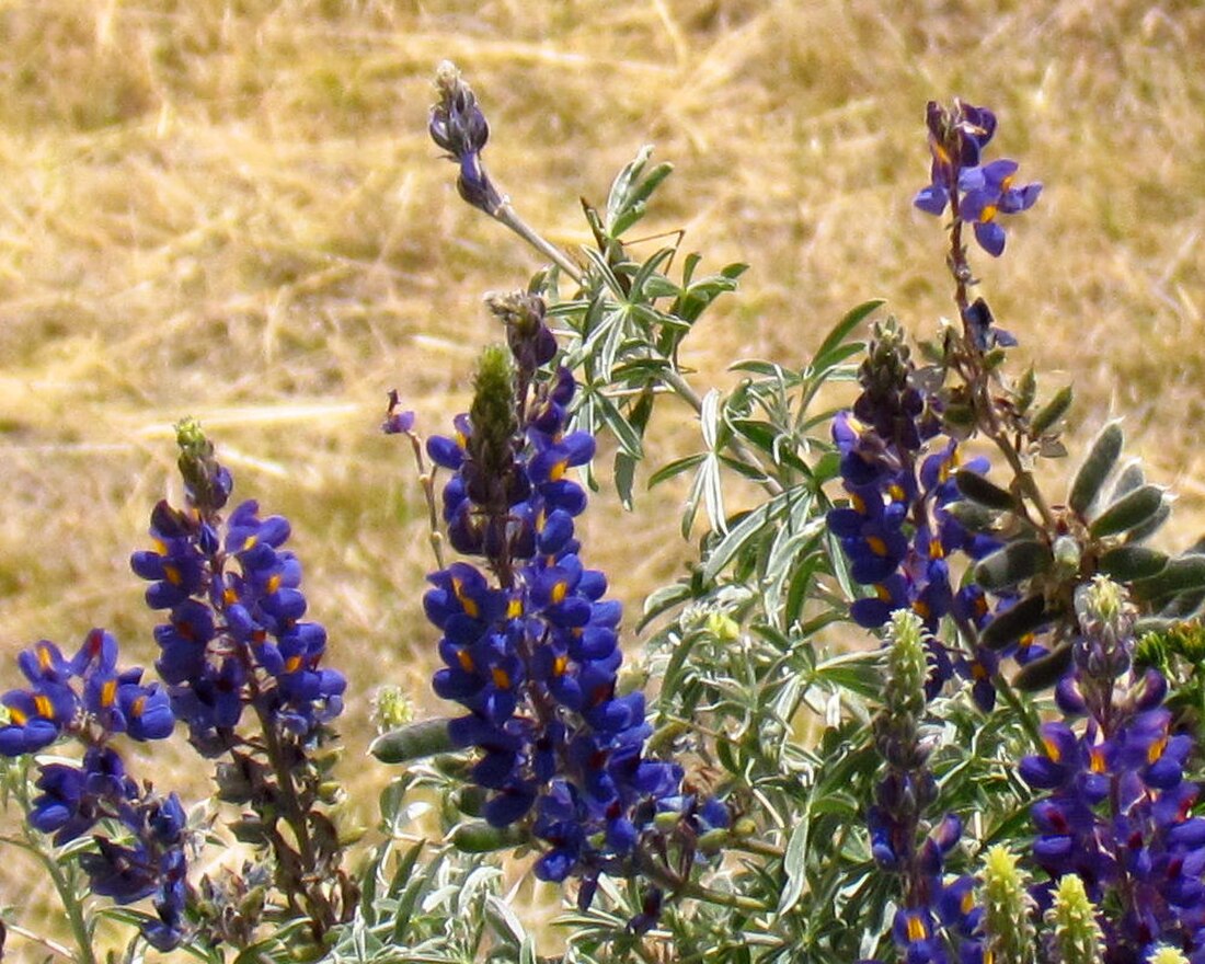 Lupinus mutabilis