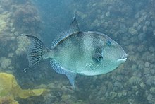 Pez ballesta (Balistes capriscus), Parque natural de la Arrabida, Portugal, 2020-07-23, DD 24.jpg