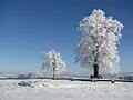 Parish with sister linden tree (2) .JPG