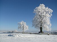 Winterlinde (Pfarrlinde)