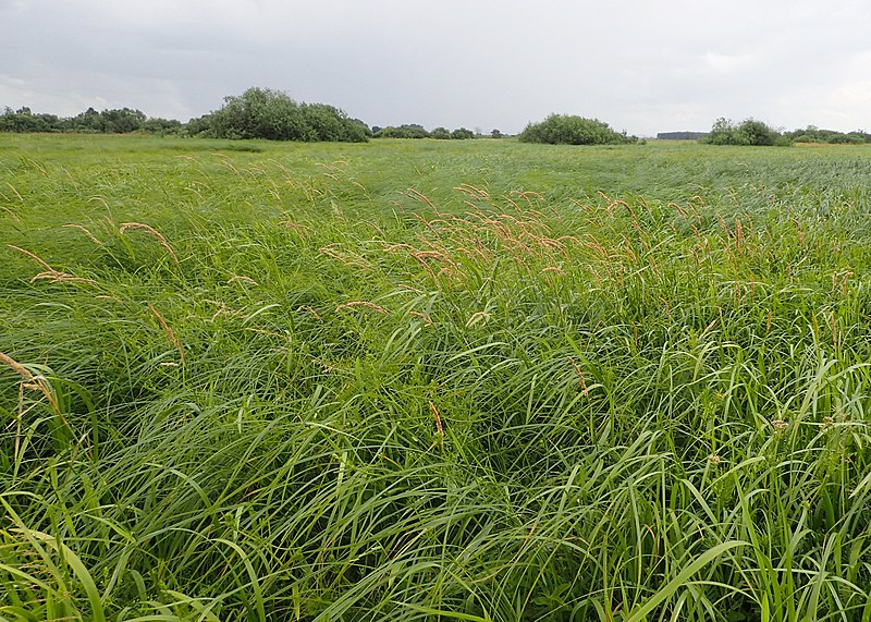 File:Phalaris arundinacea kz01.jpg