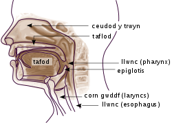 Pharynx diagram 2 cy.svg