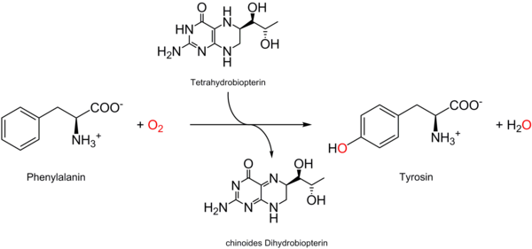 Hydroxylierung von Phenylalanin zu Tyrosin