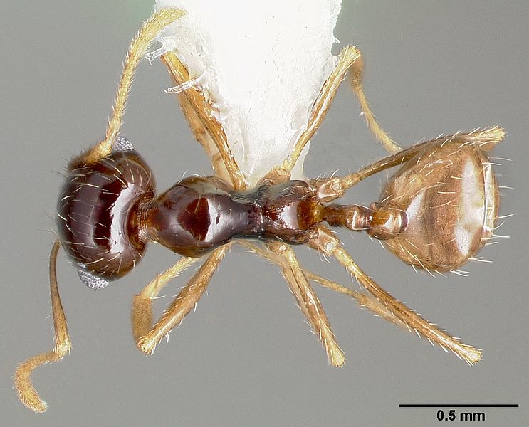 File:Pheidole barbata casent0005748 dorsal 1.jpg