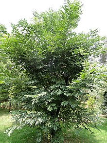 Phellodendron chinense var. yunnanensis - Botanická zahrada Kunming - DSC03155.JPG