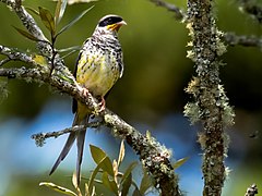 Description de l'image Phibalura flavirostris - Swallow-tailed Cotinga (male); Campos do Jordão, São Paulo, Brazil.jpg.