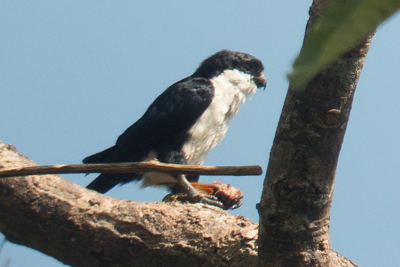 File:Philippine Falconet (cropped).jpg