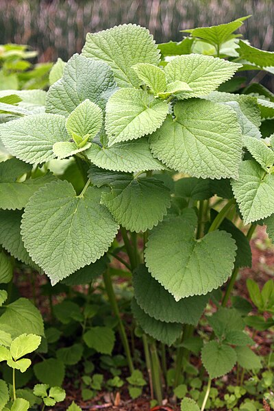 File:Phlomis umbrosa.JPG