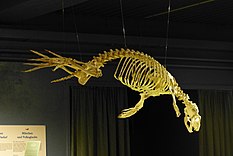 Skeleton of a harbor seal in the Seal Museum in Iceland Phoca vitulina skeleton.jpg