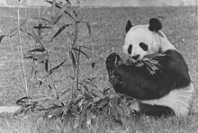 Photograph of Male Giant Panda, Hsing-Hsing, Eating Bamboo at the National Zoo - NARA - 36213489.jpg