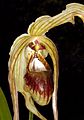 Phragmipedium caudatum