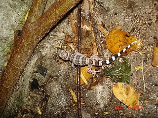 <span class="mw-page-title-main">Puerto Rican leaf-toed gecko</span> Species of reptile