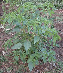 https://upload.wikimedia.org/wikipedia/commons/thumb/8/83/Physalis_minima_habit.jpg/209px-Physalis_minima_habit.jpg